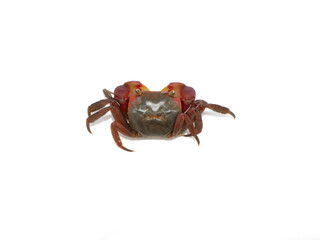 中央にいるアカテガニ