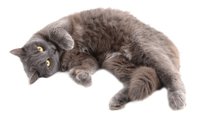 Gray cat lies on a white background