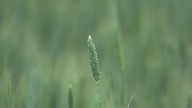 Phalaris minor grass in the wind super slow motion, 240fps 
