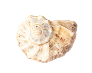 Sea shell isolated on white background. Close-up