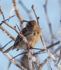 Sparrows on snowy tree branches in winter