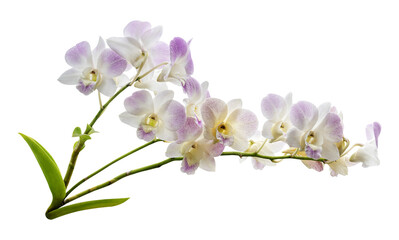 Naklejka na ściany i meble Orchid flower with green leaf