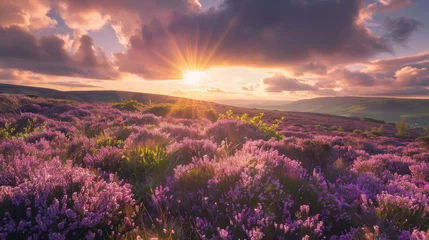 Schilderijen op glas A peaceful hillside covered in blooming heather with sunlight streaming through the clouds AI generated illustration © Olive Studio