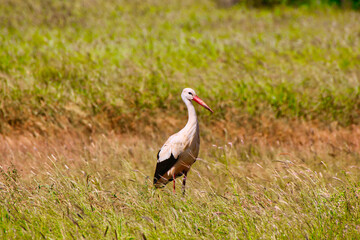 An elegant looking White Stork walks across the game trails in search of insects at Tsavo East...