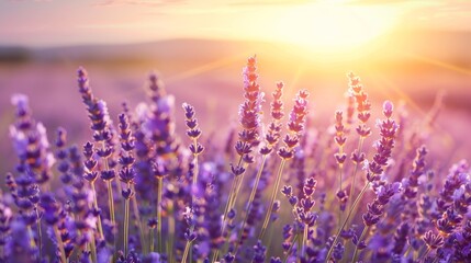 A sun-drenched field of lavender in full bloom AI generated illustration - obrazy, fototapety, plakaty