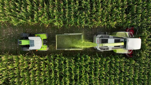 Harvester unloads corn silage onto tractor trailer being reversed, top aerial