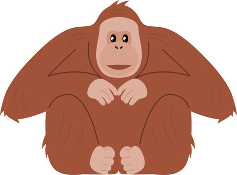 Orangutan monkey