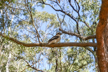Kookaburra in a tree