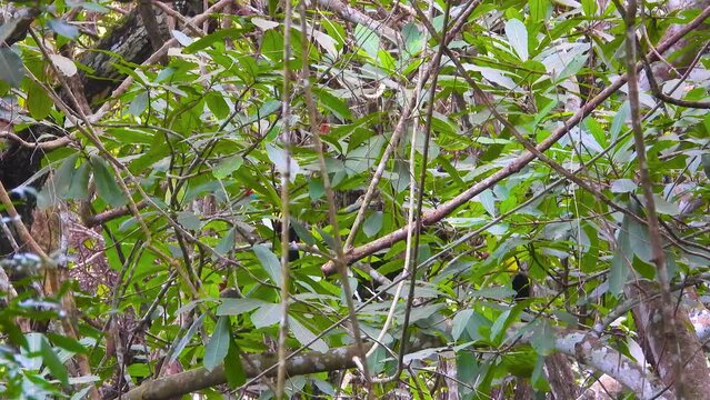 Keel-Billed Toucan wild birds hidden in the treetops, colorful birds in tropical jungle