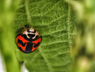 Red ladybird ladybug beetle on green leaf
