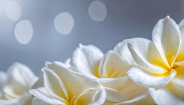 Fototapeta white flowers on a light background