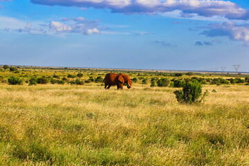 A Red dust coated Tsavo Elephant crosses the vast savanna plains of the magnificient Tsavo East...