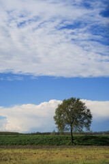Fototapeta na wymiar Po Valley landscape fields poplars horizon sky clouds