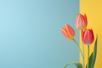 Tulips flowers on a pastel pink background, in a flat lay, space for text, stock photo contest winner, high resolution, stock quality, high detail 