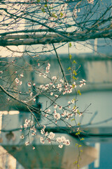 한국의 봄