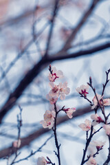 한국의 봄