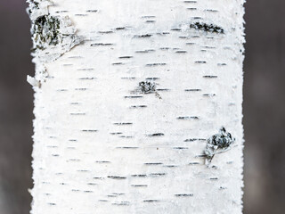 Birch trunk close-up. Natural texture of white birch bark. Frost is visible on the surface of the tree.