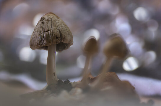Bolbitius coprophilus, coprophilous mushroom growing on a pile of dung with the background creating a luminous bokeh