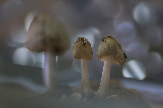Bolbitius coprophilus, coprophilous mushroom growing on a pile of dung with the background creating a luminous bokeh