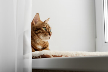 Bengal domestic cat resting on the windowsill near the window.