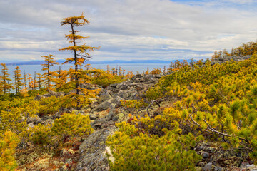 Beautiful autumn landscape. Dwarf pines and larch trees on a mountain slope. The sea is far away. Travel and ecological tourism in northern nature. Magadan region, Siberia, Russian Far East. September