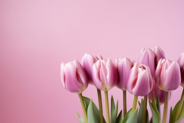 Naklejka premium Tulips flowers on a pastel pink background, in a flat lay, space for text, stock photo contest winner, high resolution, stock quality, high detail 