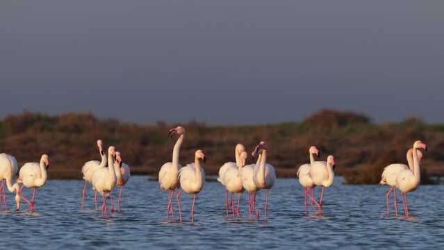 Flamingo in Parc Naturel regional de Camargue, Provence, France
