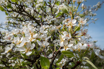 Paisagens de primavera: Pereira floresce sob o vasto céu, antecipando a colheita futura