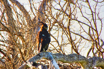 Long Crested Eagle on the lookout for prey from the vantage of a treetop in Maasai Mara, Kenya,...