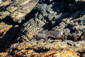 fur seal and seals swimming and sitting on a rock in a national park in australia on the ocean