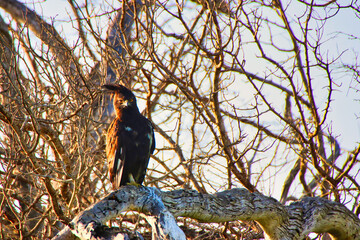 Long Crested Eagle on the lookout for prey from the vantage of a treetop in Maasai Mara, Kenya,...