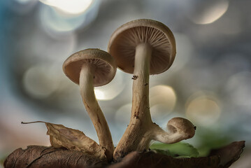 Ground-level view of some mushrooms growing among the leaves of the forest with a background with striking bokeh