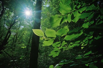 Sun shining through the leaves of a beech tree in the forest