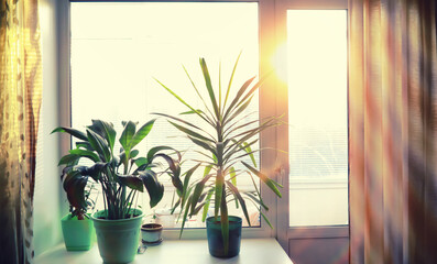 Houseplants leaves and flowers in pots by the window. transplanting plants.