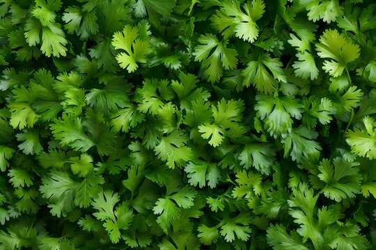 Coriander leaves background, top view,  Fresh green parsley