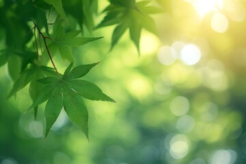 Fresh green maple leaves on blurred background with bokeh effect
