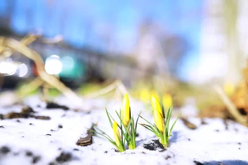 Zelfklevend Fotobehang Spring flowers, white crocus snowdrops sun rays. White and yellow crocuses in the country in the spring. Fresh joyous plants bloomed. The young sprouts. © alexkich