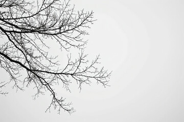 Bare branches against a winter sky, minimalist natural pattern