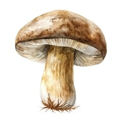 champignon mushrooms captured in watercolor
