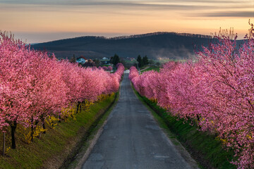 Berkenye, Hungary - Aerial view of blooming pink wild plum trees along the road in the village of Berkenye on a sunny spring afternoon with warm golden sunset sky