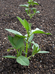 Closeup of a young Broad Bean plant in a vegetable garden