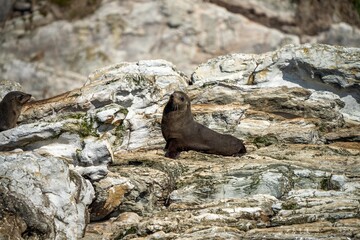 Obraz premium fur seal and seals swimming and sitting on a rock in a national park in australia on the ocean