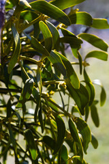 Mistletoe aka viscum is parasite plant growing on trees. Closeup view of mistletoe on bare tree on blue sky background