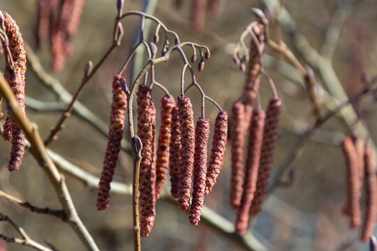 Small branch of black alder Alnus glutinosa with male catkins and female red flowers. Blooming alder in spring beautiful natural background with clear earrings and blurred background