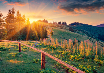 Exciting summer sunrise in Carpathian mountains. Sunny morning view of Zamahora village located on the mountain hills, Ukraine, Europe. Beauty of countryside concept background. - obrazy, fototapety, plakaty