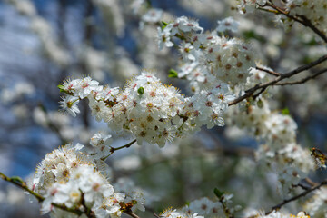 Fototapeta premium Selective focus of beautiful branches of plum blossoms on the tree under blue sky, Beautiful Sakura flowers during spring season in the park, Floral pattern texture, Nature background