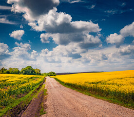 Dirt road between the fields of flowering rapeseed. Sunny morning view of field of blooming colza. Rural morning scene of Ukrainian countryside. Beauty of nature concept background..