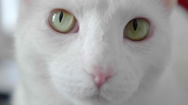 The Cat's Stare: A Sergio Leone Inspired Close-Up