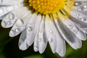 Macro image of dewy Daisy flower or Bellis perennis from Asteraceae family, close up of blooming spring meadow flowers © Oleh Marchak