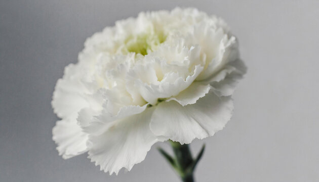 Closeup of white carnation